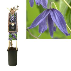 Clematis Macropetala +3.0 Label - Ø17cm - ↕75cm
