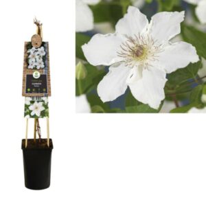 Clematis 'Destiny' +3.0 Label - Ø17cm - ↕75cm