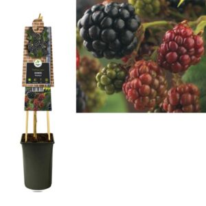 Rubus 'Himalaya' +3.0 Label - Ø17cm - ↕75cm