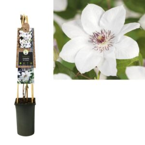 Clematis 'Miss Bateman' +3.0 Label - Ø17cm - ↕75cm