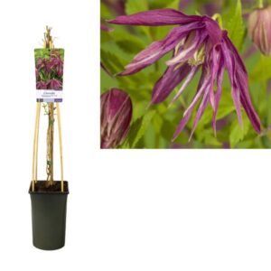 Clematis Octopus PBR +light Label - Ø17cm - ↕75cm