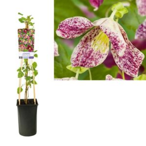 Clematis Cirrhosa 'Freckles' +light Label - Ø17cm - ↕75cm
