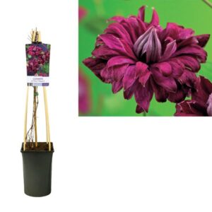 Clematis Vit. 'Purp. P. Elegans' +light Label - Ø17cm - ↕75cm