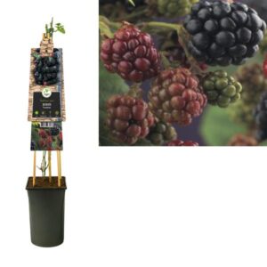 Rubus 'Thornfree' +3.0 Label - Ø17cm - ↕75cm