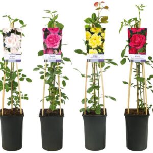 Mixshelf Rosa +light Label - Ø17cm - ↕75cm