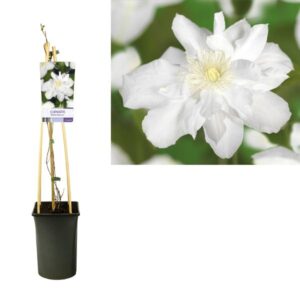 Clematis 'Sylvia Denny' +light Label - Ø17cm - ↕75cm