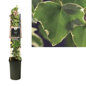 Hedera H. 'Glacier' +3.0 Label - Ø17cm - ↕75cm