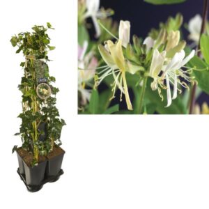 1 M. Privacy Mix Hedera + Lonicera 'Belgica Select' +label - Ø17cm - ↕90cm