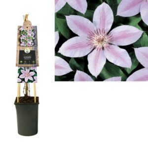Clematis 'John Paul II' +3.0 Label - Ø17cm - ↕75cm