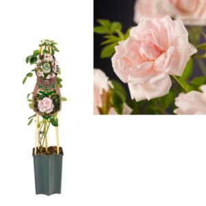 Rosa 'New Dawn' +3.0 Label - Ø15cm - ↕65cm