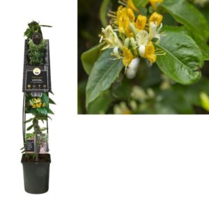 Lonicera H. 'Copper Beauty' PBR +3.0 Label - Ø23cm - ↕115cm