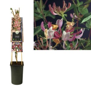 Lonicera Per. 'Serotina' +3.0 Label - Ø17cm - ↕75cm