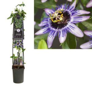 Passiflora 'Damsel's Delight' +3.0 Label - Ø23cm - ↕115cm