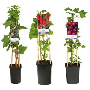 Mixshelf Fruit, Berries +light Label - Ø17cm - ↕75cm
