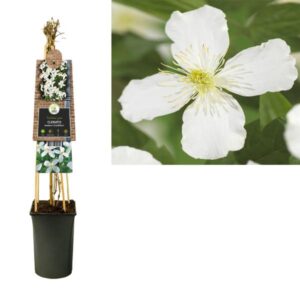 Clematis Montana 'Grandiflora' +3.0 Label - Ø17cm - ↕75cm