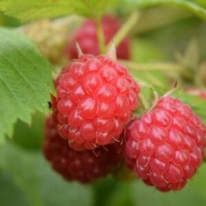 Rubus Idaeus 'Willamette' +light Label - Ø17cm - ↕75cm