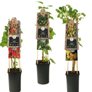 Mixshelf Fruit, Berries +3.0 Label - Ø17cm - ↕75cm