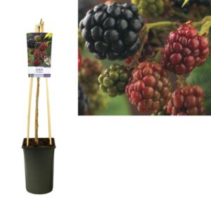 Rubus 'Himalaya' +light Label - Ø17cm - ↕75cm