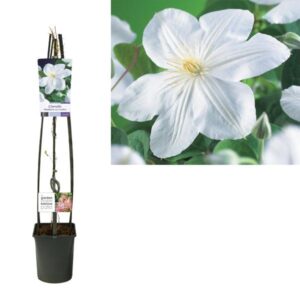 Clematis 'Madame Le Coultre' +light Label - Ø23cm - ↕115cm