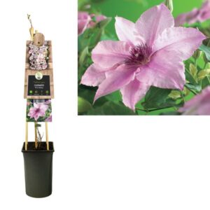 Clematis 'Pink Fantasy' +3.0 Label - Ø17cm - ↕75cm