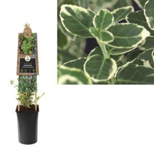 Euonymus Fortunei 'Emerald Gaiety' +3.0 Label - Ø17cm - ↕75cm