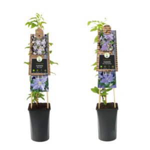 Clematis Large-flowered Light Blue Mix +3.0 Label - Ø17cm - ↕75cm