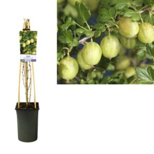 Ribes Uva-crispa 'Invicta' +light Label - Ø17cm - ↕75cm
