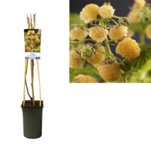 Rubus Idaeus 'Fallgold' +light Label - Ø17cm - ↕75cm