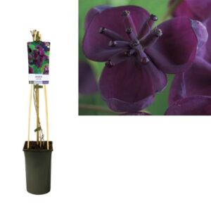 Akebia Quinata - Ø17cm - ↕75cm