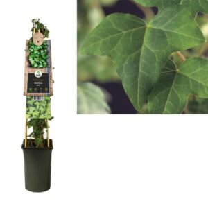 Hedera Helix +3.0 Label - Ø17cm - ↕75cm