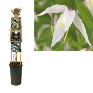Clematis Alp. 'Willy' +3.0 Label - Ø17cm - ↕75cm