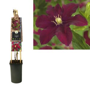 Clematis 'Niobe' +3.0 Label - Ø17cm - ↕75cm