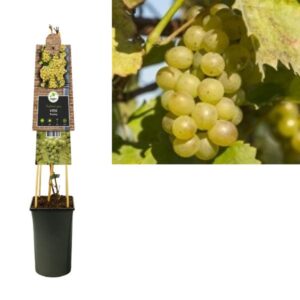 Vitis 'Riesling' +3.0 Label - Ø17cm - ↕75cm
