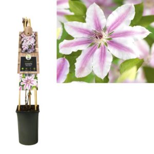 Clematis 'Nelly Moser' +3.0 Label - Ø17cm - ↕75cm