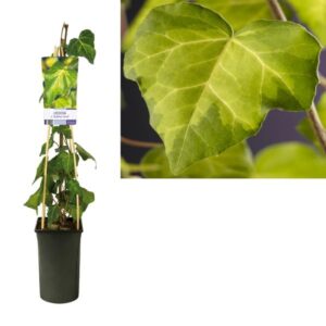 Hedera C. 'Sulphur Heart' +light Label - Ø17cm - ↕75cm