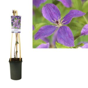 Clematis So Many® Lavender Flowers PBR +light Label - Ø17cm - ↕75cm