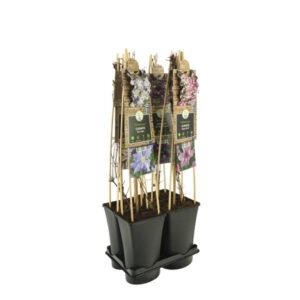 Mixtray Clematis +3.0 Label - Ø17cm - ↕75cm