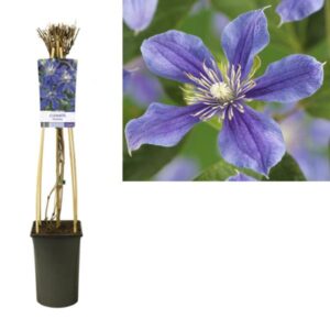 Clematis 'Arabella' +light Label - Ø17cm - ↕75cm