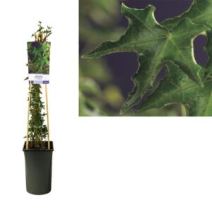 Hedera H. 'Ivalace' +light Label - Ø17cm - ↕75cm