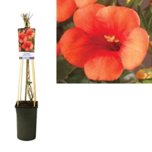 Campsis T. 'Madame Galen' +light Label - Ø17cm - ↕75cm