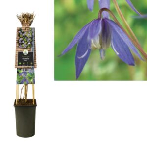 Clematis Alpina +3.0 Label - Ø17cm - ↕75cm
