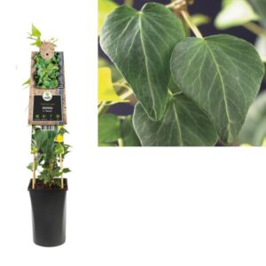 Hedera H. 'Natasja' +3.0 Label - Ø17cm - ↕75cm