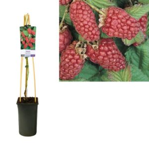 Rubus Loganberry +light Label - Ø17cm - ↕75cm