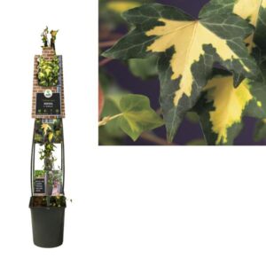 Hedera H. 'Goldheart' +3.0 Label - Ø23cm - ↕115cm