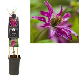 Clematis Vit. 'Rosalyn' PBR +3.0 Label - Ø17cm - ↕75cm