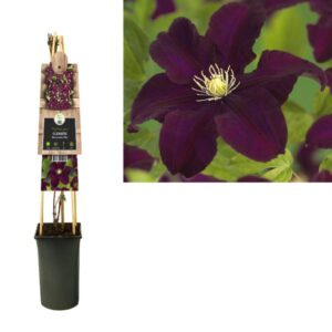Clematis 'Warszawska Nike' +3.0 Label - Ø17cm - ↕75cm