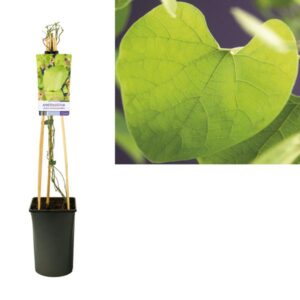 Aristolochia Durior (macrophylla) - Ø17cm - ↕75cm