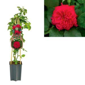 Rosa 'Romantic Queen' +3.0 Label - Ø15cm - ↕65cm