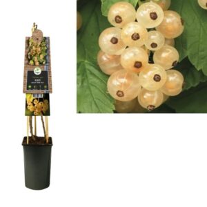 Ribes Rubrum 'White Pearl' +3.0 Label - Ø17cm - ↕75cm
