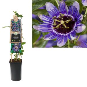 Passiflora 'Purple Haze' +3.0 Label - Ø17cm - ↕75cm